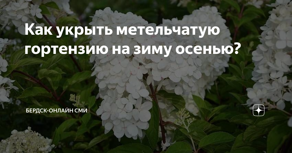 Нужно укрывать метельчатую гортензию на зиму. Укрыть гортензии метельчатые. гортензию метельчатую укрыть весной. как укрыть гортензии от весенних заморозков. как подготовить гортензию после зимы весной.