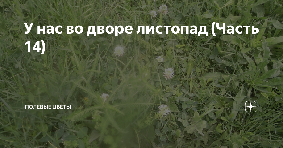 У нас во дворе листопад (Часть 14) | Полевые цветы | Дзен