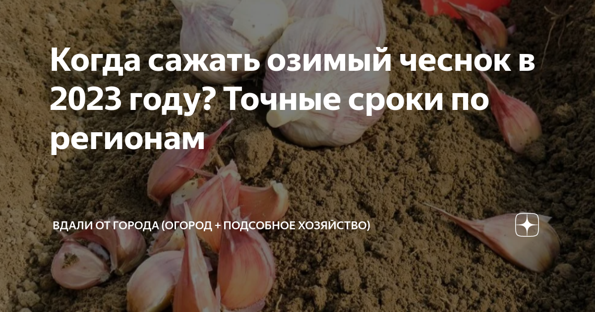 Когда лучше в октябре сажать чеснок. Дни посадки чеснока в сентябре. Дни посадки чеснока в октябре. Благоприятные дни для посадки чеснока. Благоприятные дни для посадки чеснока в октябре