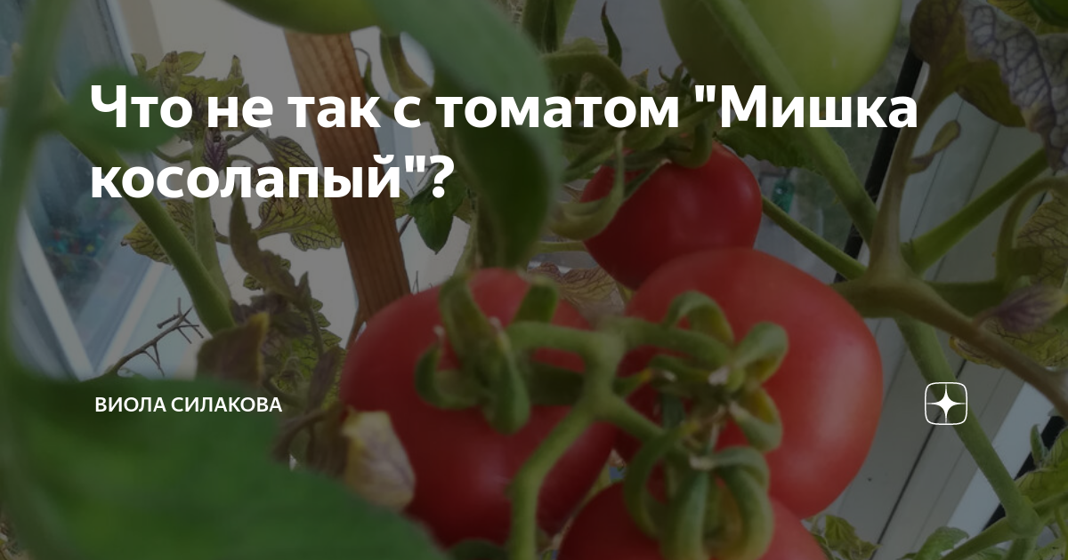 75+ Giant Belgium Tomato Seeds for 2016- Heirloom Variety in 2020 Tomato seeds, 