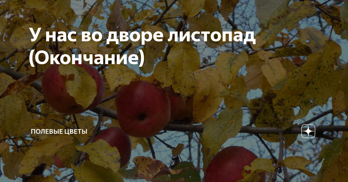 У нас во дворе листопад (Окончание) | Полевые цветы | Дзен