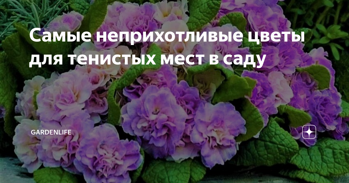 Самые неприхотливые цветы для тенистых мест в саду | GardenLife | Дзен
