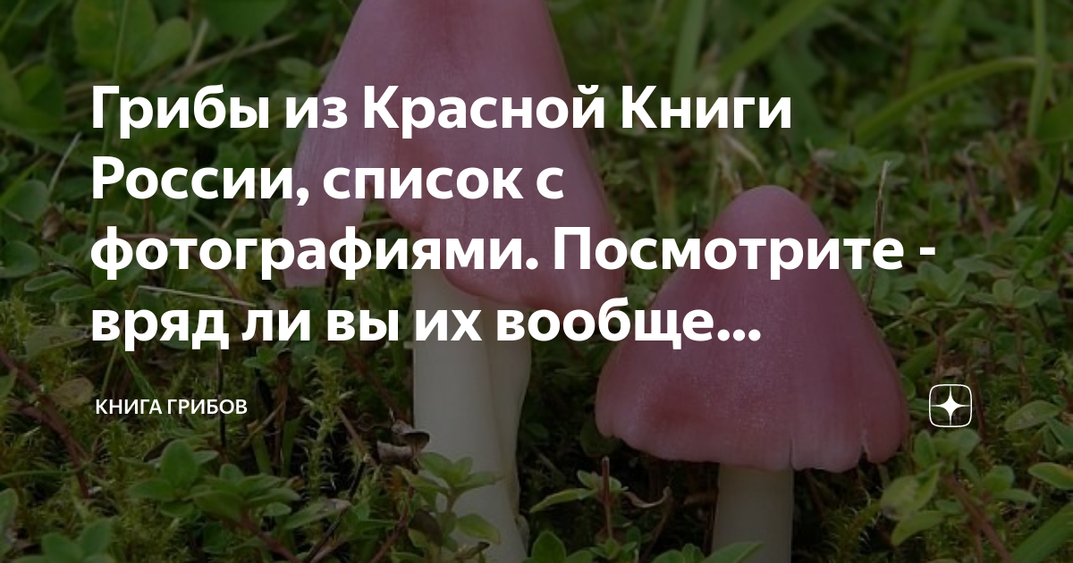 Грибы из Красной Книги России, список с фотографиями. Посмотрите - вряд ...