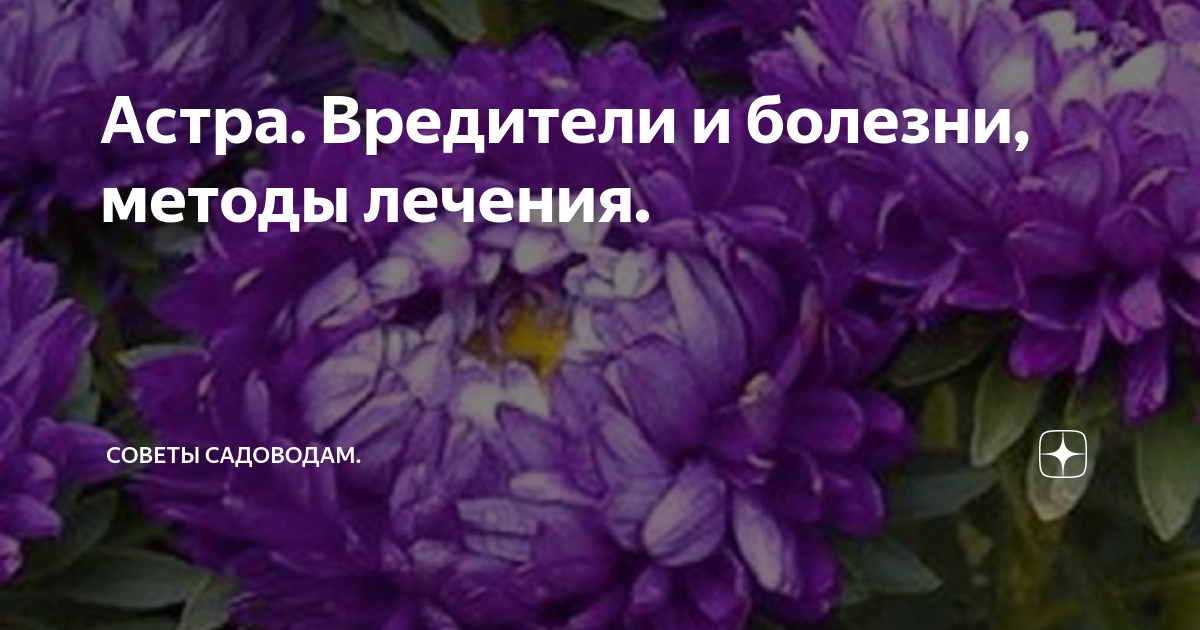 Болезни астр - как определить по листьям и как лечить