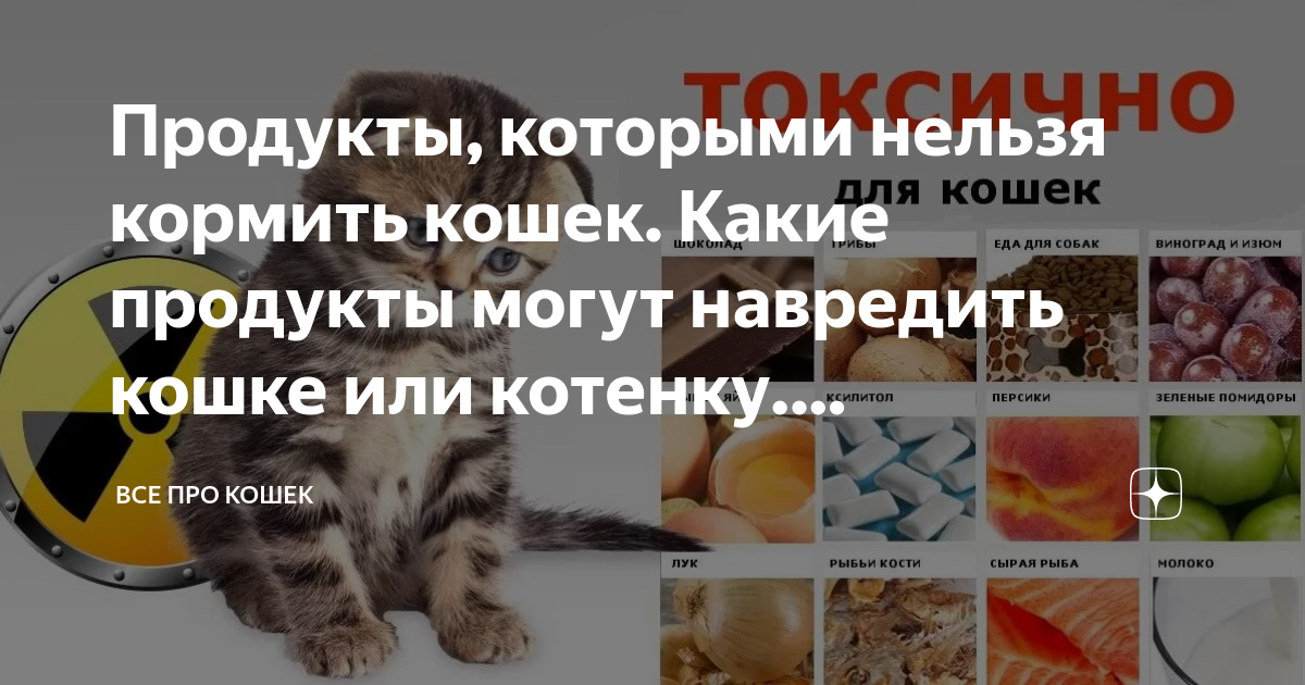 Какие продукты давать кошке. Питание кошек.