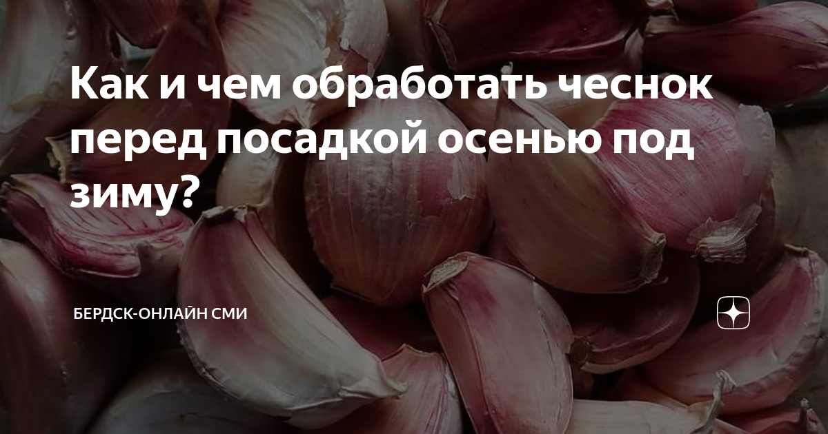Приготовить чеснок для посадки осенью