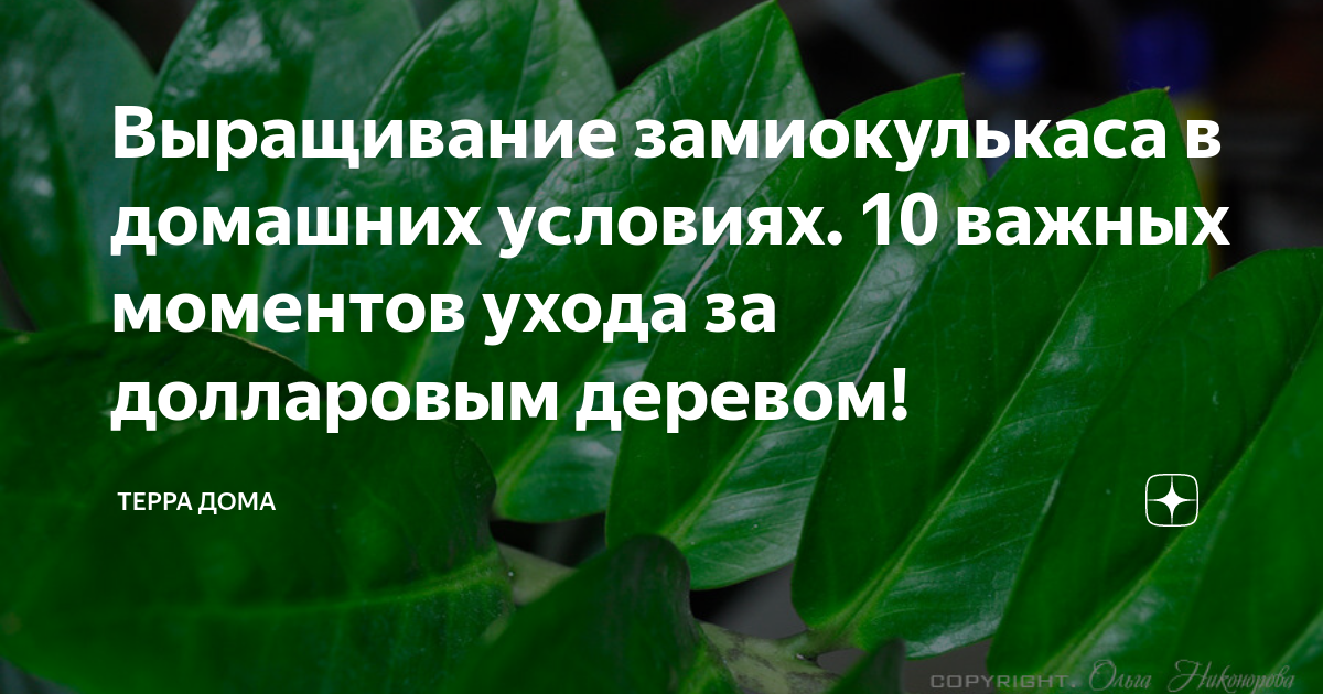 Плектрантус: разновидности, советы по уходу при выращивании