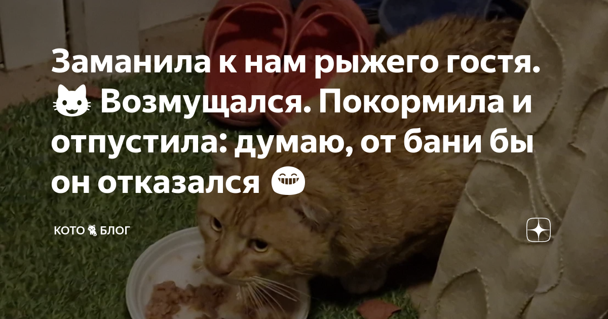 Заманила к нам рыжего гостя. ?? Возмущался. Покормила и отпустила: думаю ...