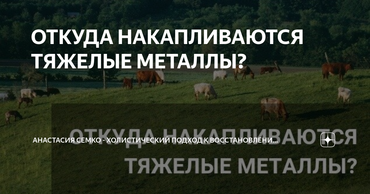 ОТКУДА НАКАПЛИВАЮТСЯ ТЯЖЕЛЫЕ МЕТАЛЛЫ? | Анастасия Семко - Холистический  подход к восстановлению здоровья | Дзен