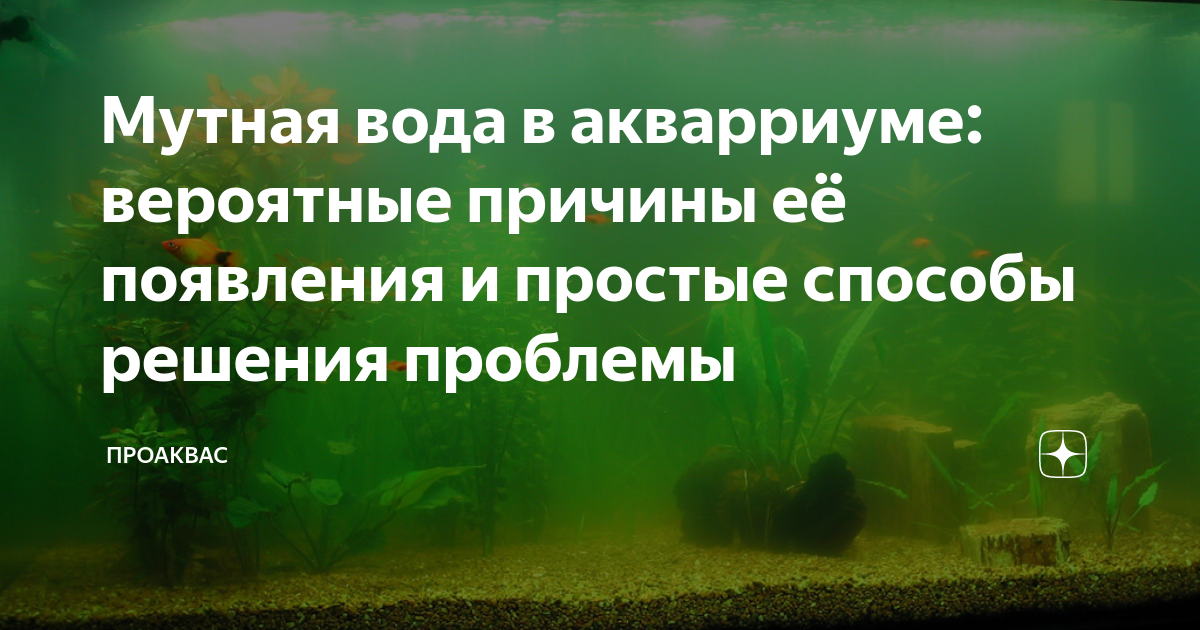 Почему вода в аквариуме становится мутной: причины и способы решения проблемы