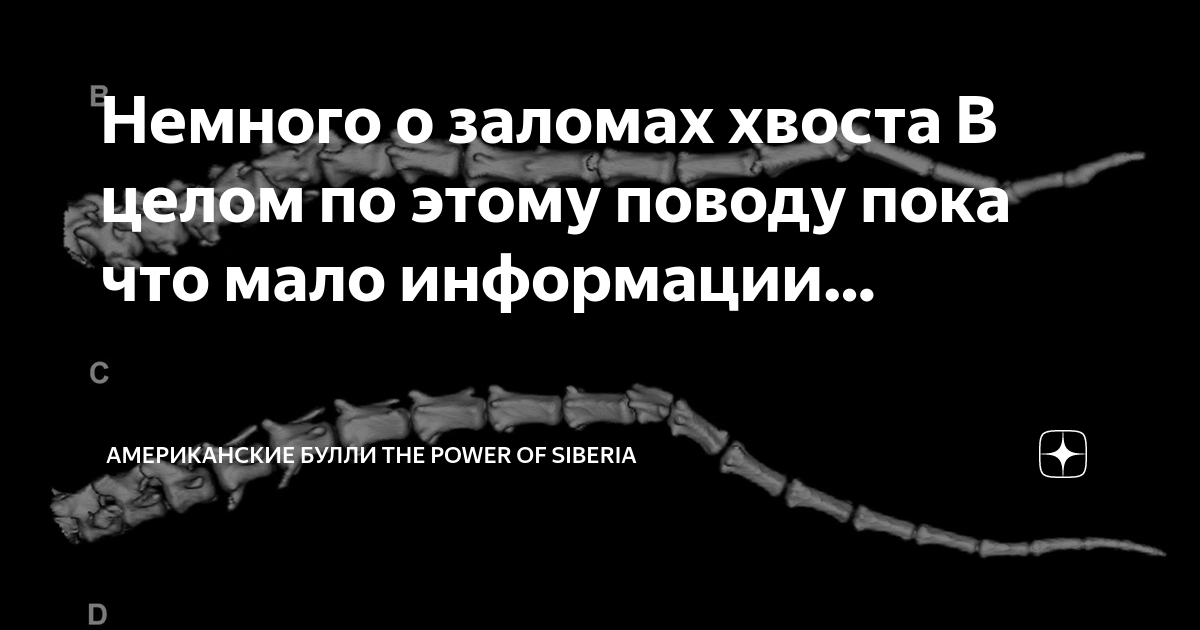 Залом хвоста у булли американского