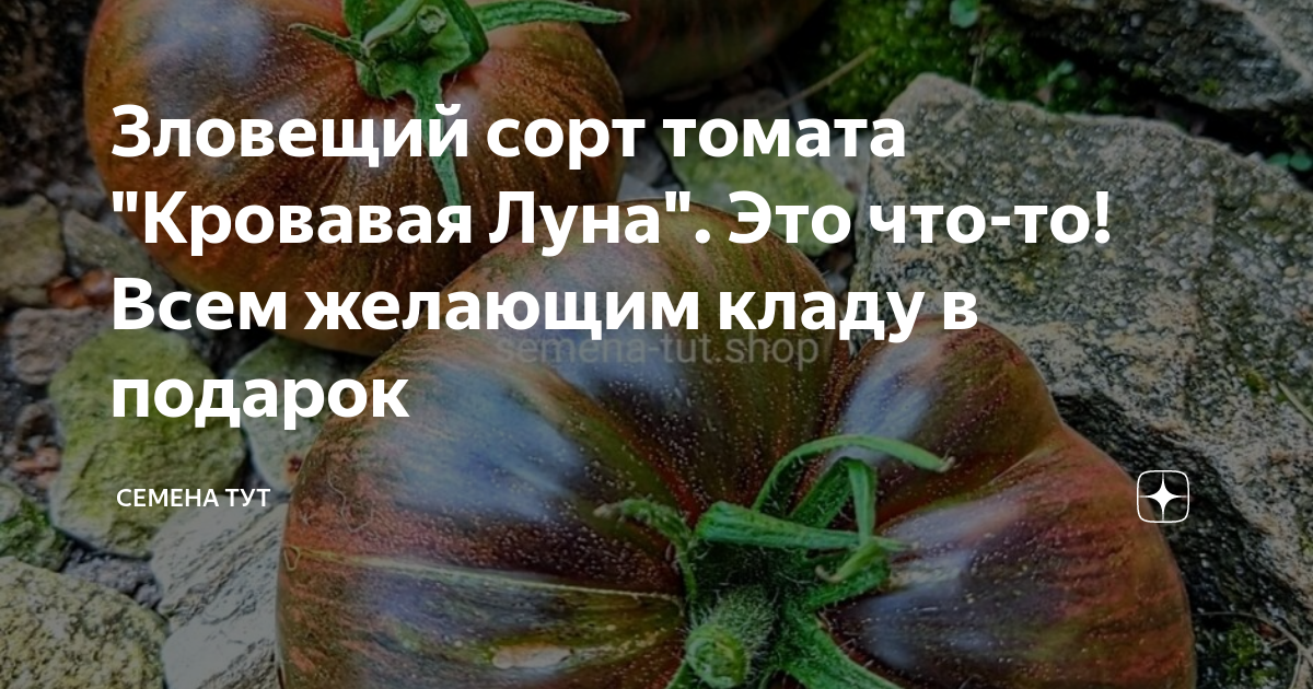 Характеристика томата кровавая луна