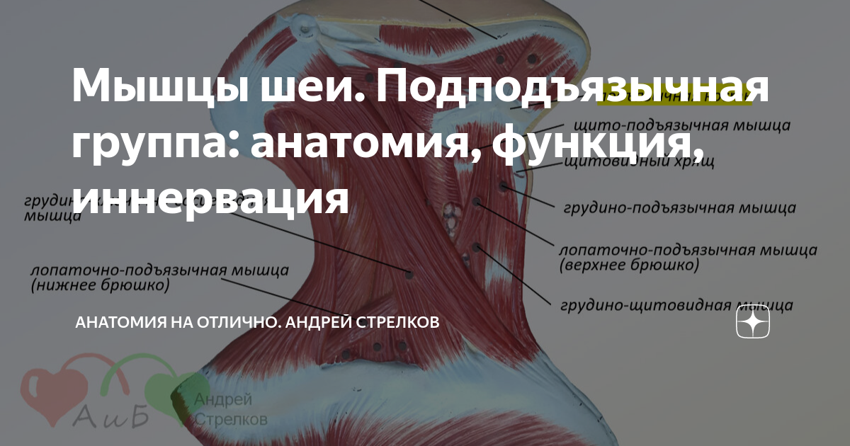 Надподъязычные мышцы. Подподъязычные мышцы шеи. Подподъязычная группа мышц. Подподъязычные мышцы таблица