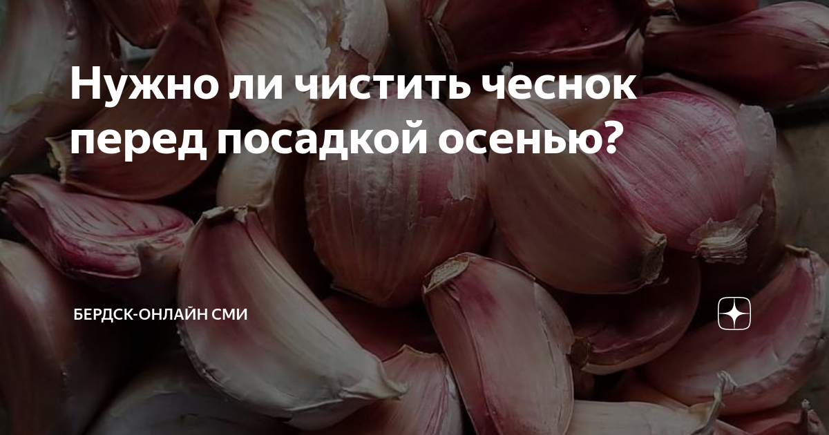 Нужно ли чистить чеснок перед посадкой осенью?