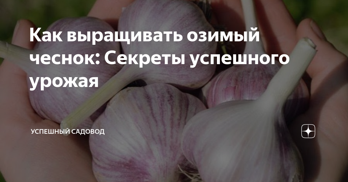 Пять секретов успешного выращивания озимого чеснока