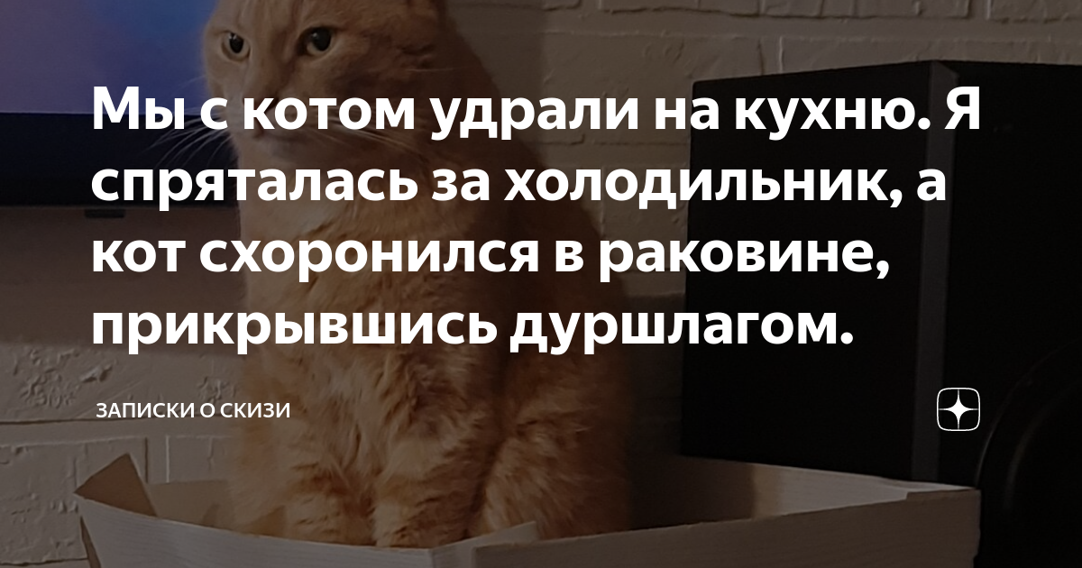 Только мы с котом на кухню идем текст