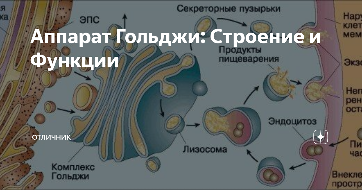 Тело Гольджи (комплекс Гольджи) – строение, функции