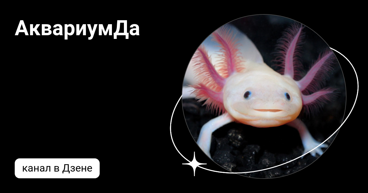 АквариумДа | Дзен