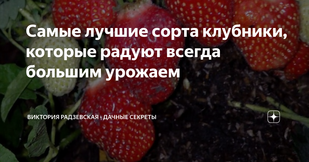 Самые лучшие сорта клубники, которые радуют всегда большим урожаем ...