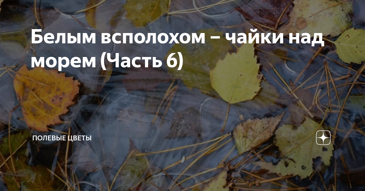 Белым всполохом – чайки над морем (Часть 6) | Полевые цветы | Дзен