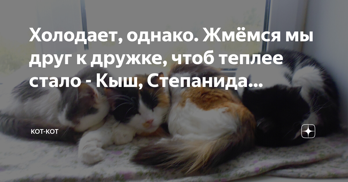 Мужчина и женщина сидят рядом. Два кота. Бродячие собаки. Собачки обнимаются. Жмемся мы друг к дружке чтоб теплее стало.