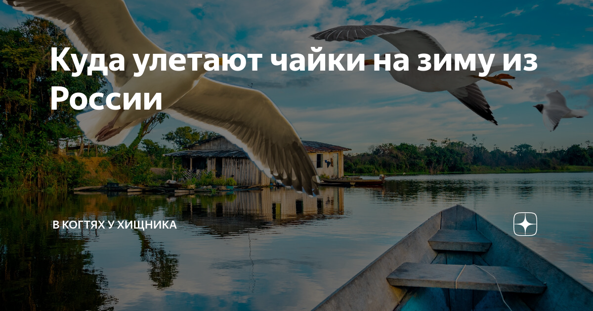 Чайки улетают на зиму в теплые края. Чайки улетают на зиму в теплые края