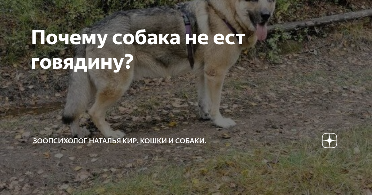 почему собака не ест