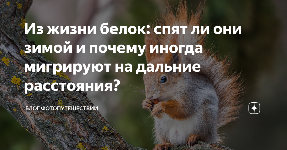 Как живет белка зимой текст 6 класс. Как живет белка зимой текст 6 класс