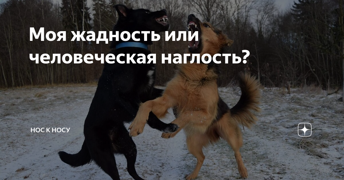 Моя жадность или человеческая наглость? | Нос к носу | Дзен