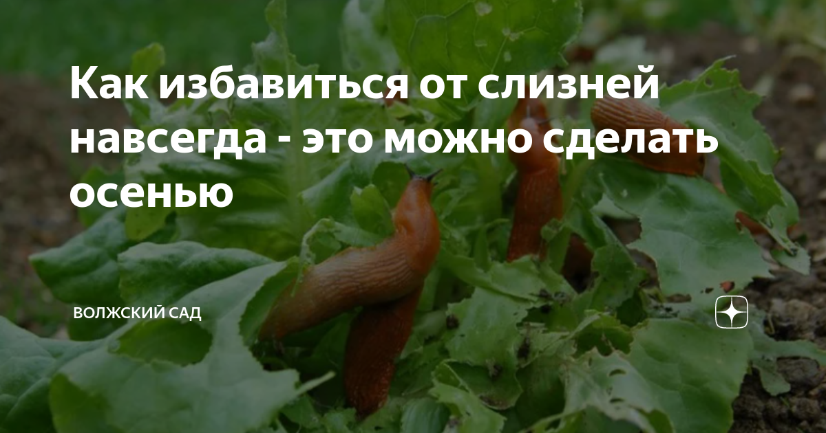 как избавиться от слизней навсегда в доме
