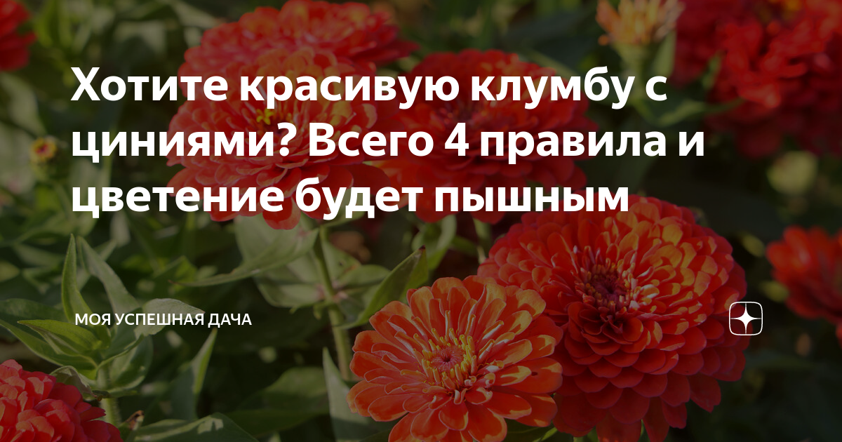 Хотите красивую клумбу с циниями? Всего 4 правила и цветение будет ...