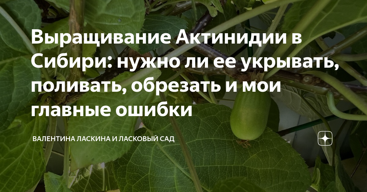 Как укрыть актинидию на зиму
