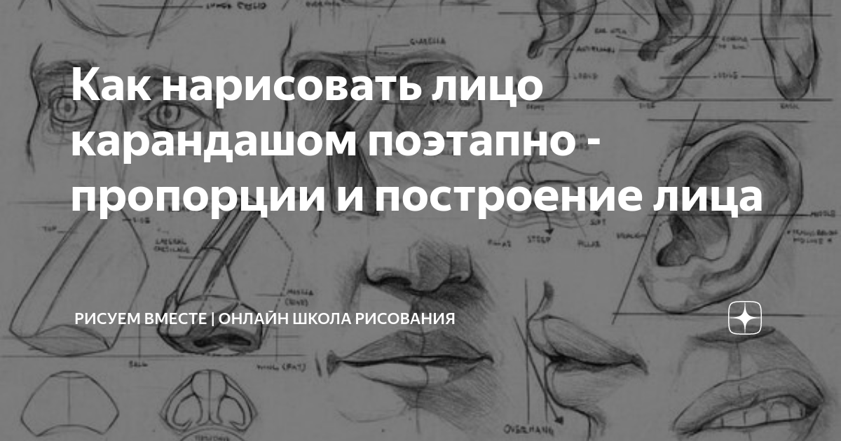 Как научиться рисовать лицо человека поэтапно?