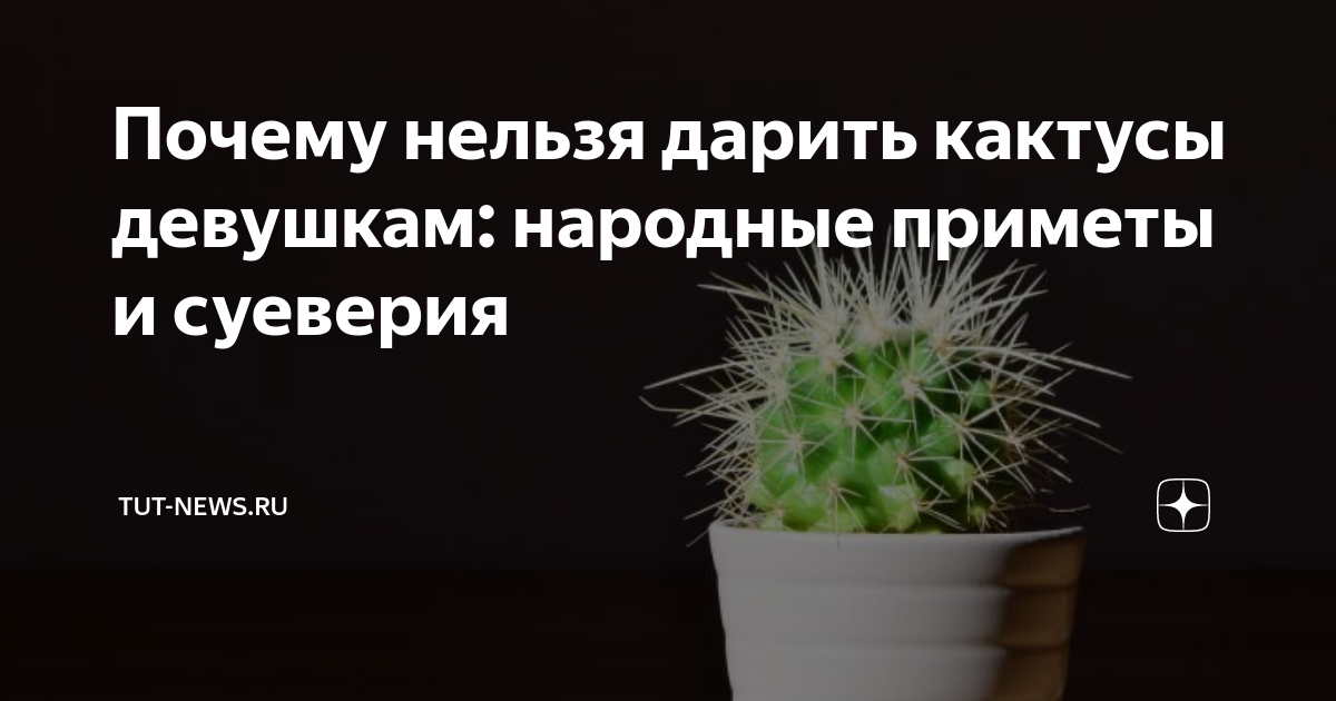 Почему нельзя держать дома кактусы, особенно незамужним девушкам: приметы и факты