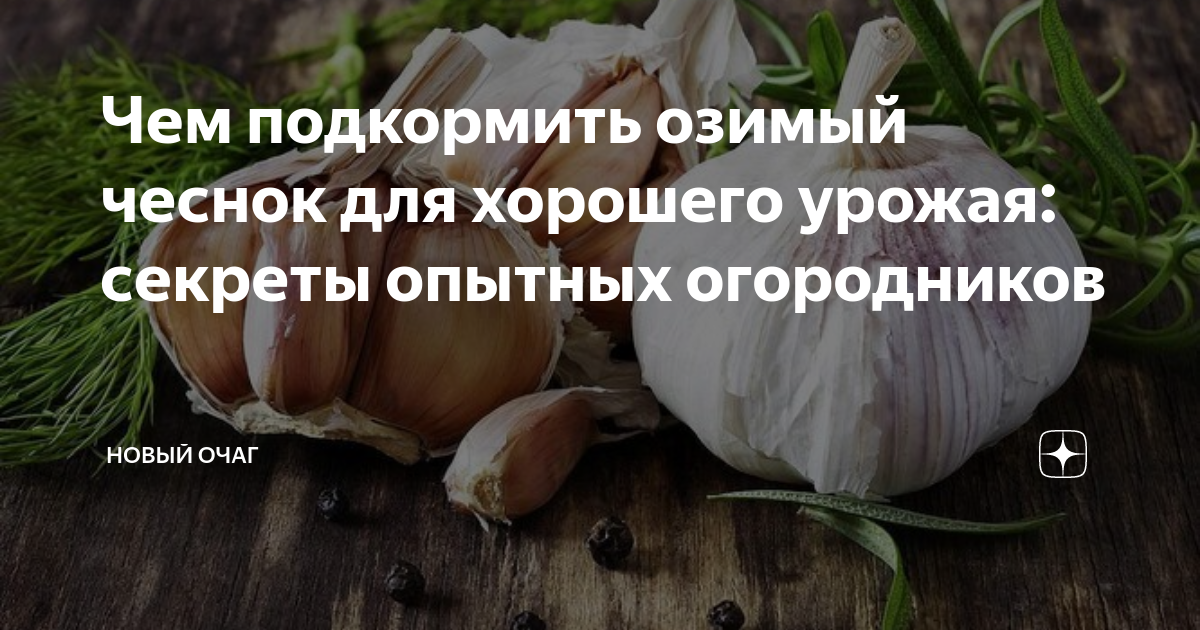Какое удобрение для озимого чеснока
