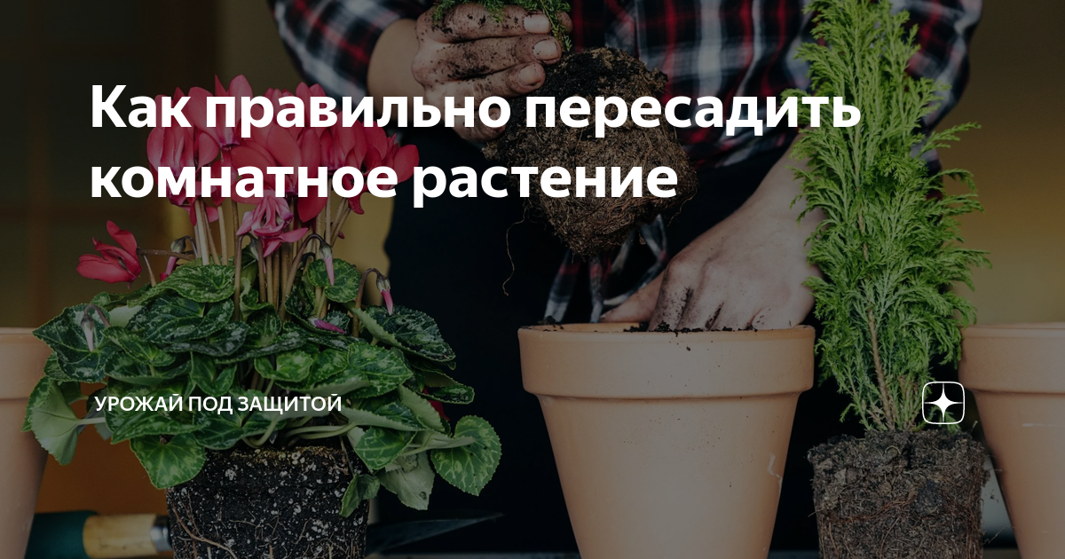 Когда нужно пересаживать комнатные. Всего семь приемов, чтобы комнатные цветы росли как на дрожжах.