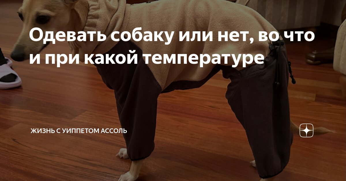 Одевать собаку или нет, во что и при какой температуре | Жизнь с ...
