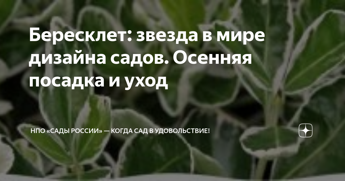 Бересклет: уход и осенняя посадка звезды дизайна садов