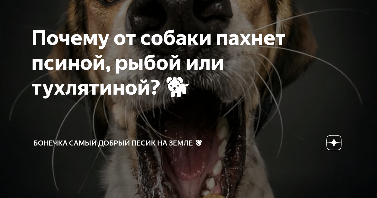 Почему от собаки пахнет псиной: причины и решения проблемы