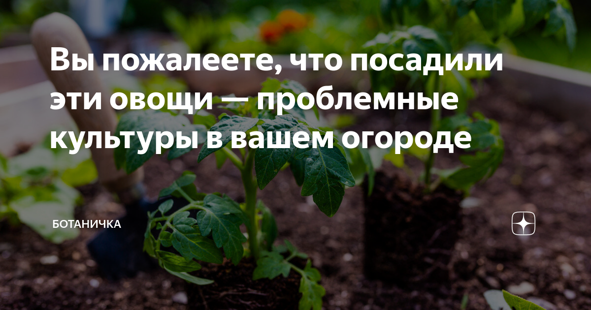 Проблемные культуры в огороде: овощи, которые вы пожалеете, что посадили