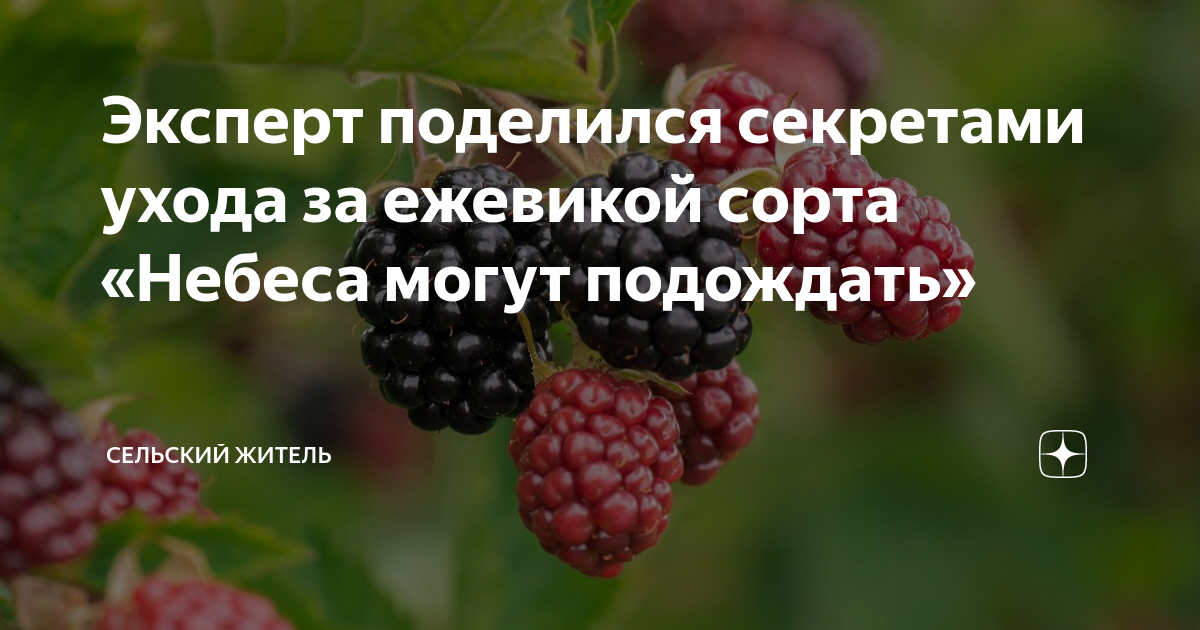 Ежевика небеса описание сорта фото отзывы садоводов