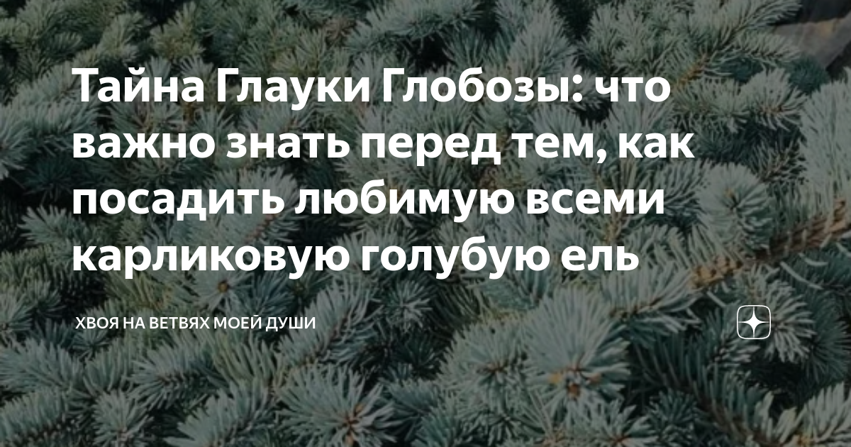 Тайна Глауки Глобозы: что важно знать перед тем, как посадить любимую ...