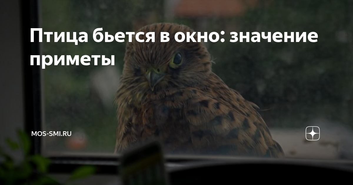 что за примета когда птица бьётся в окно