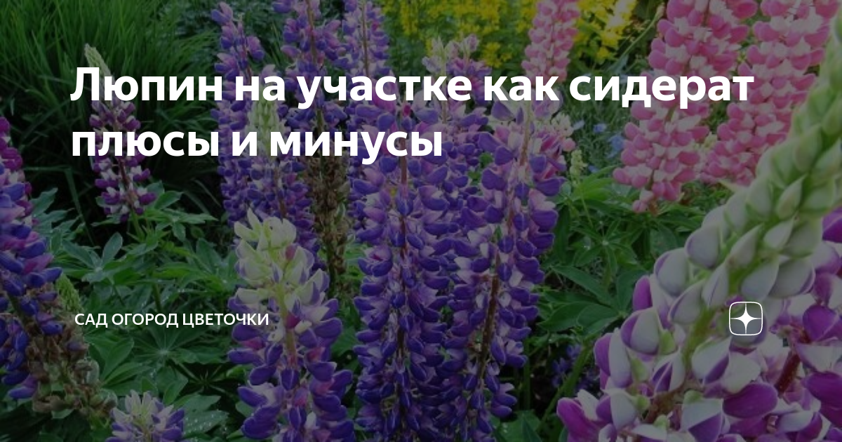 Сидерат люпин: сроки сева и закапывания, преимущества и недостатки, отзывы