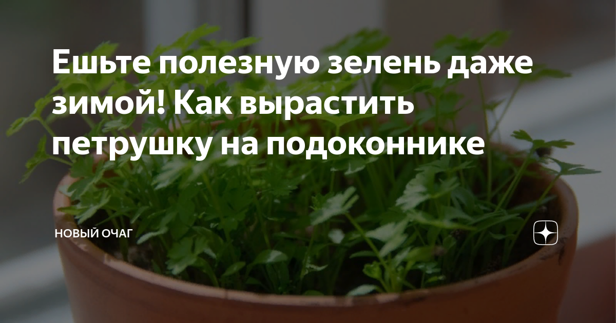 Можно ли петрушку посадить в зиму. Можно ли петрушку посадить в зиму