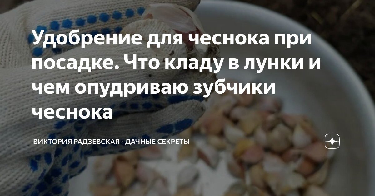 Удобрение для чеснока при посадке. Что кладу в лунки и чем опудриваю ...