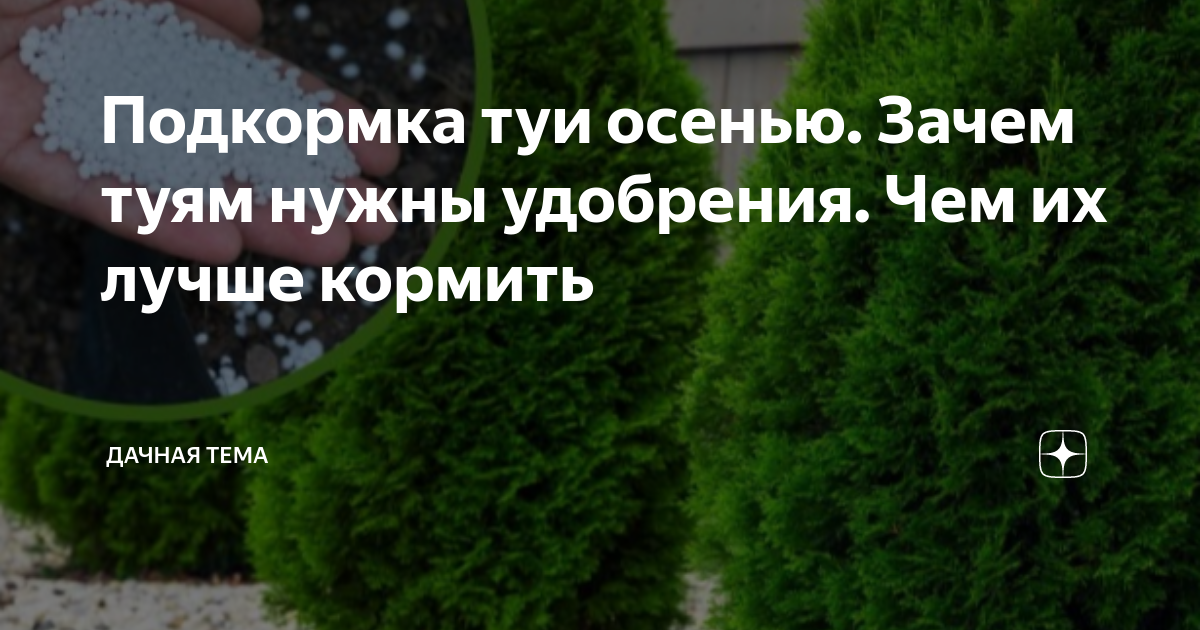 Подкормка туи осенью. Зачем туям нужны удобрения. Чем их лучше кормить ...
