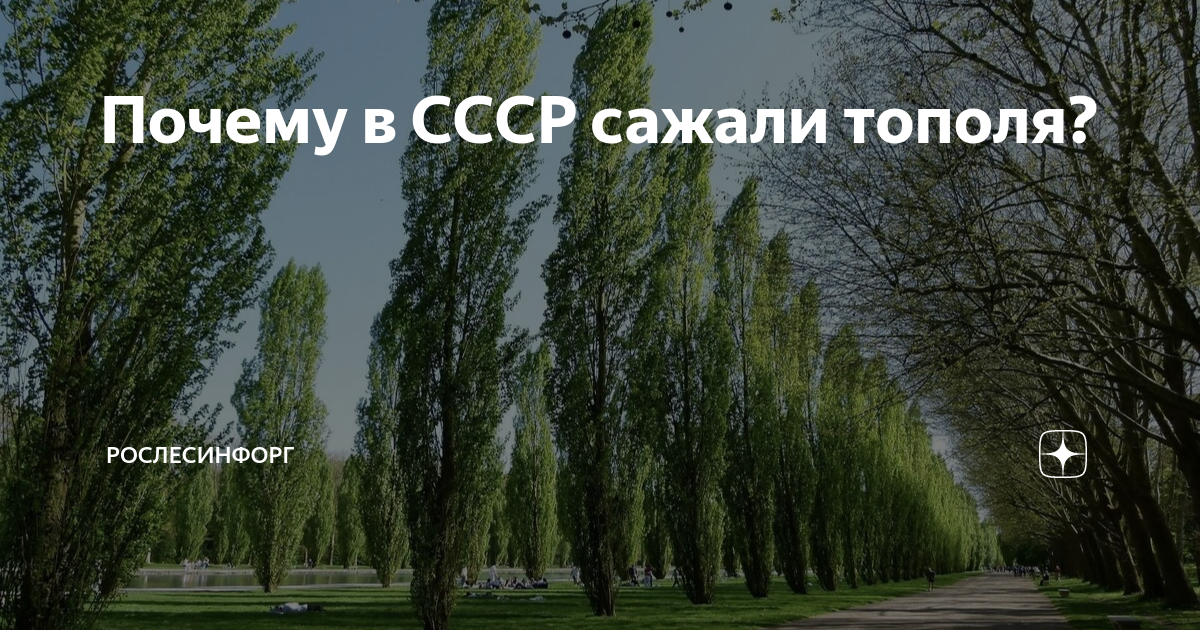 почему в ссср сажали тополя