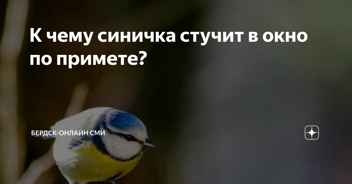 Примета синичка стучит