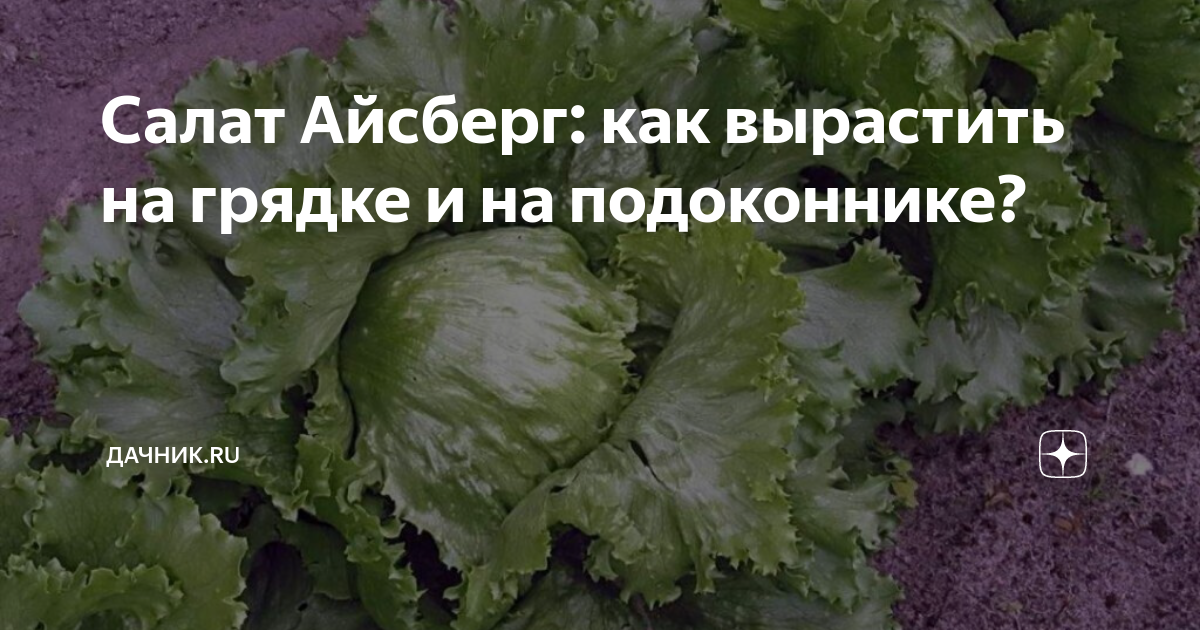 Салат Айсберг 5 г купить оптом с доставкой по лучшей цене в Украине от ТМ “Яскрава”